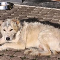Meilo - freundliches Zottelchen sucht..., Hund zur Adoption