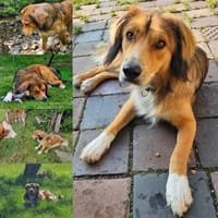 Cliff sucht -seinen Partner-, Hund zur Adoption