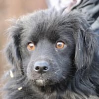 Juna - goldiger, verspielter Jungrüde, Hund zur Adoption
