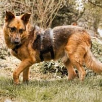 Motek - Mister (fast) perfekt, Hund zur Adoption