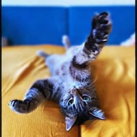 Kleiner Hase ohne Schwanz, Kater zur Adoption