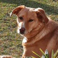 Arya - ist verschmust, Hündin zur Adoption