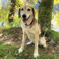 Milka - ist freundlich&entspannt, Hündin zur Adoption