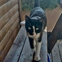 Sonnenschein Aris, Kater zur Adoption