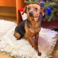 Iza - sanfte Fellmaus sucht Vertrauen, Hündin zur Adoption