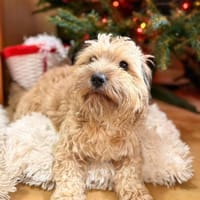 Suzy - kleine Fellnase zum Verlieben, Hündin zur Adoption