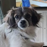 Skippy, süße Biene, Hündin zur Adoption