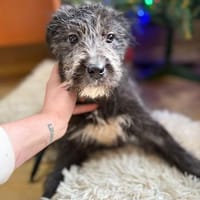 Mimi - unsere kleine Hütehund-Mix-Dame, Hündin zur Adoption