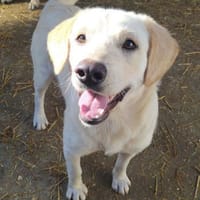 Horst liebt Abenteuer mit Menschen, Hund zur Adoption