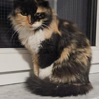 Patty, Katze zur Adoption