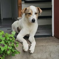 Schmusefreund IVO sucht sein Traumzuhaus, Hund zur Adoption