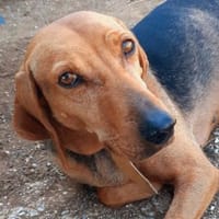 Sanftes Bracken-Mix-Mädchen ADA, Hündin zur Adoption