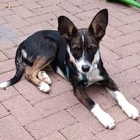 LUNA - charmantes Hundemädchen, Hündin zur Adoption