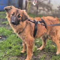 Hellen - sanfte Seele, Hündin zur Adoption