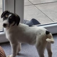 Lilly sucht ein liebevolles Zuhause, Hündin zur Adoption