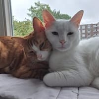 Vanil und Fendi, Kater zur Adoption