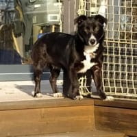 Liese, schlaue Maus, Hündin zur Adoption