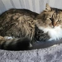 Callie, Katze zur Adoption