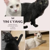Yin und Yang: Ein eingespieltes Team, Kater zur Adoption