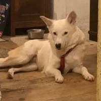 Lulu die sanfte, Hündin zur Adoption