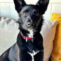 AMY-auf Pflege in Bayern!, Hündin zur Adoption