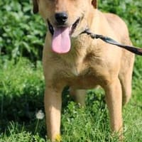 Rovo - kinderlieb u. sehr zutraulich, Hund zur Adoption