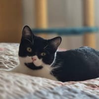 MÖHRCHEN sucht ein Zuhause, Katze zur Adoption