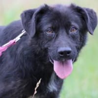 Numa - verspielt u. kinderlieb, Hündin zur Adoption