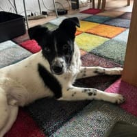 Falk - der Hübsche 🫶🏻, Hund zur Adoption