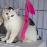 Leni - immer gut gelaunt, Katze zur Adoption
