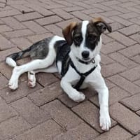 PACO hat einen Neujahrs-Wunsch, Hund zur Adoption