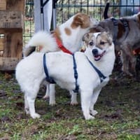 Nacho, verschmust, freundlich, offen, Hund zur Adoption
