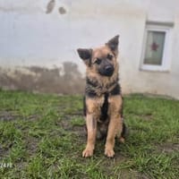 Hillary - sportliche Familienhündin, Hündin zur Adoption