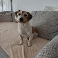 Charmeur Vico sucht Terriererfahrenes Zu, Hund zur Adoption