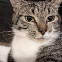 Connor sucht einen Kumpel zum Toben, Kater zur Adoption