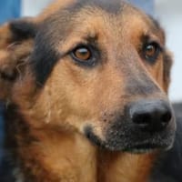 Billy - unkompliziert u. kinderlieb, Hund zur Adoption