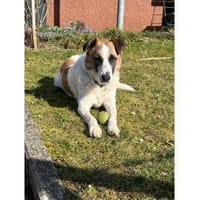 Taavi  wartet in 71154 Nufringen, Hund zur Adoption