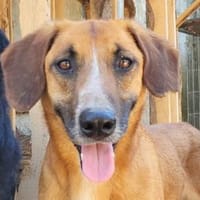 Besuche Amigo in 21217 Seevetal, Hund zur Adoption