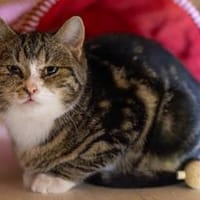 Loella die Schnurr-Faucherin, Katze zur Adoption