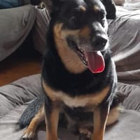 Peter 💙💙💙 sucht sein Happy-Home, Hund zur Adoption