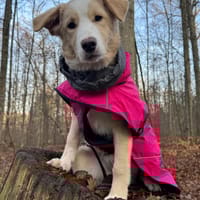 Solara - unser Sonnenschein, Hündin zur Adoption