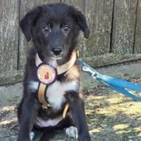 Momo's Blick ist voller Hoffnung, Hündin zur Adoption