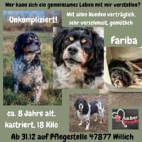💕Fariba💕 sucht ihre Menschen💕, Hündin zur Adoption