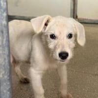 Polare im Tierheim Schwandorf, Hündin zur Adoption