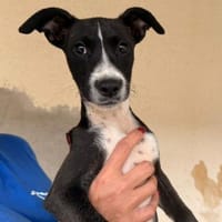 Romeo im Tierheim Schwandorf, Hund zur Adoption