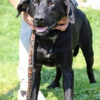 Tibo - neugieriger, verspielter Jungrüde, Hund zur Adoption