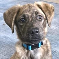 Kleiner ENZO sucht eine liebe Familie, Hund zur Adoption