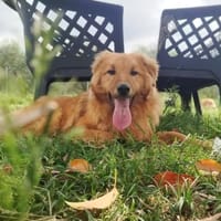 BIONDO 💙💙💙 wünscht sich ein Zuhause, Hund zur Adoption