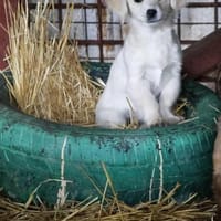 Noelle, Hündin zur Adoption