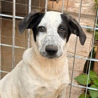 Silente, in der Tierherberge Donzdorf, Hund zur Adoption